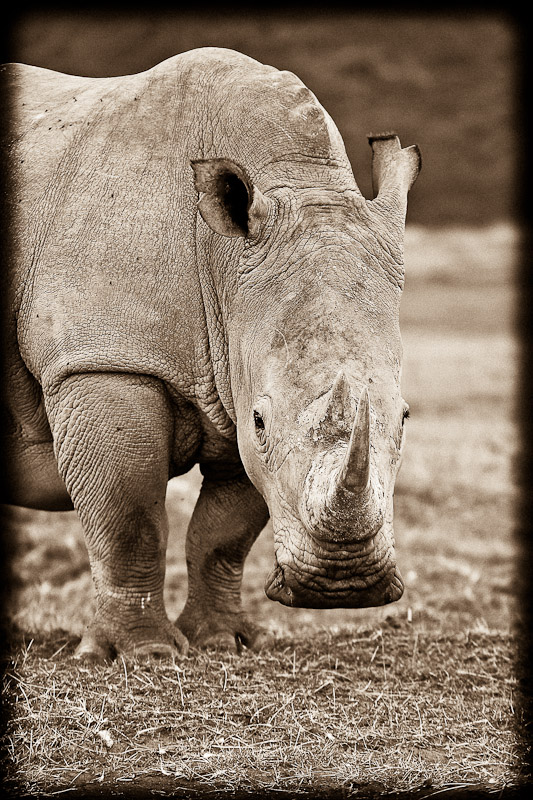 menacing rhino