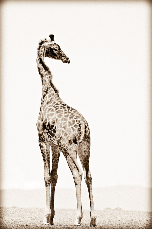 giraffe backwards glance