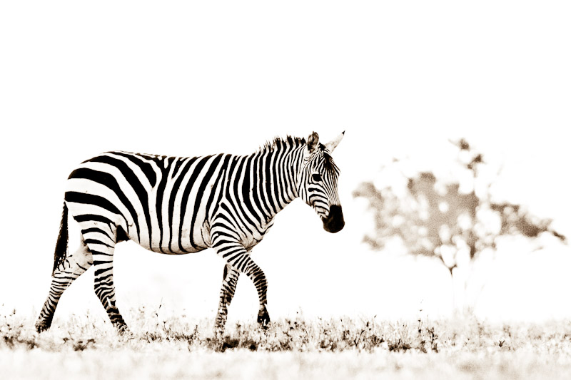 empty zebra stripes