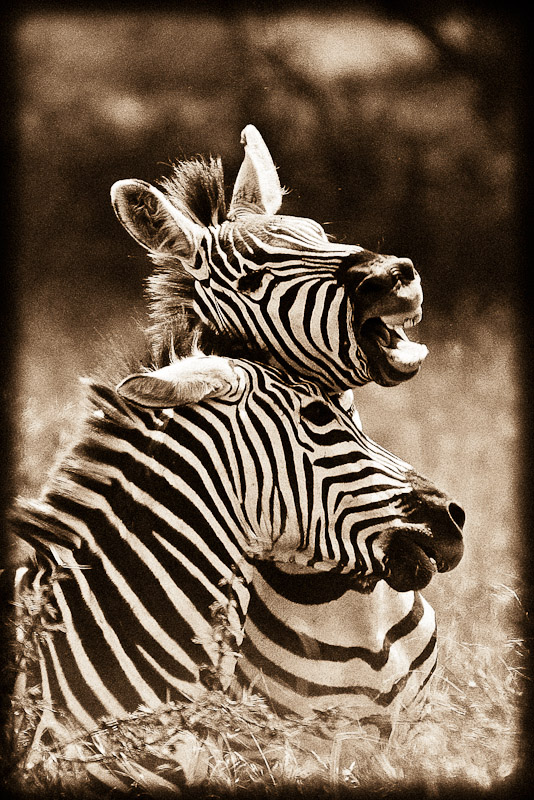 zebra dominance contest