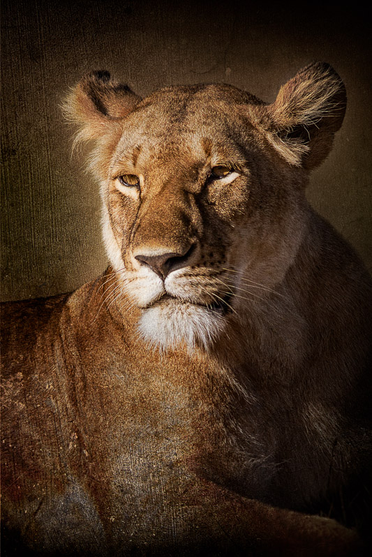 lioness portrait texture blend
