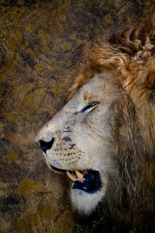 textured male lion