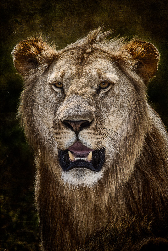 young male lion texture blend