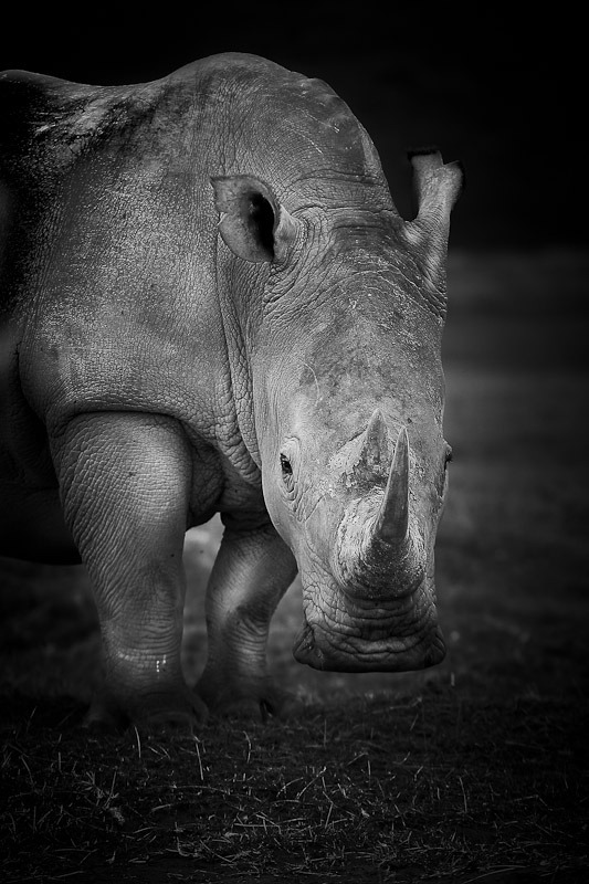 rhino intensity