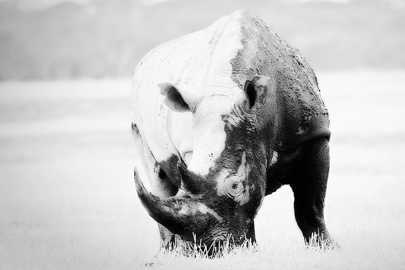 fine art monochrome image of rhino