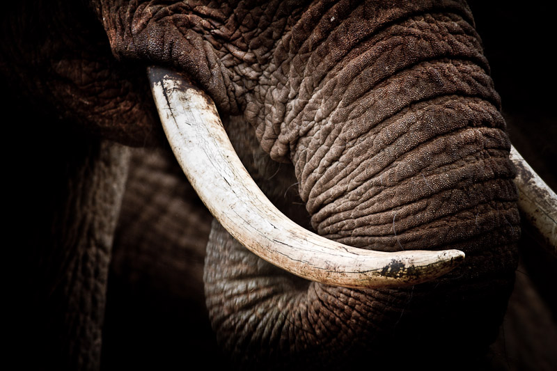 tusks and trunk