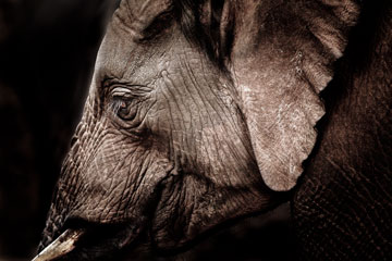 fine art image of elephant