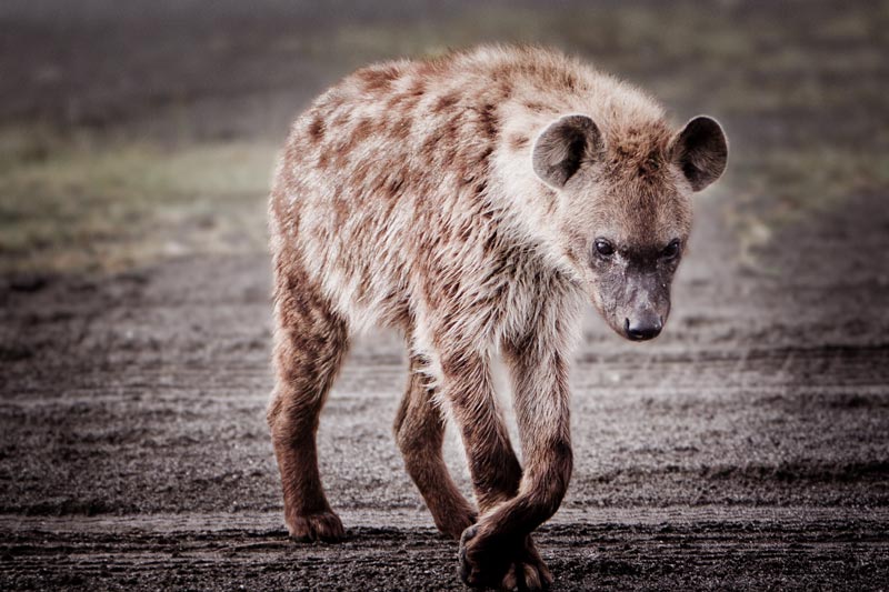 hungry hyaena