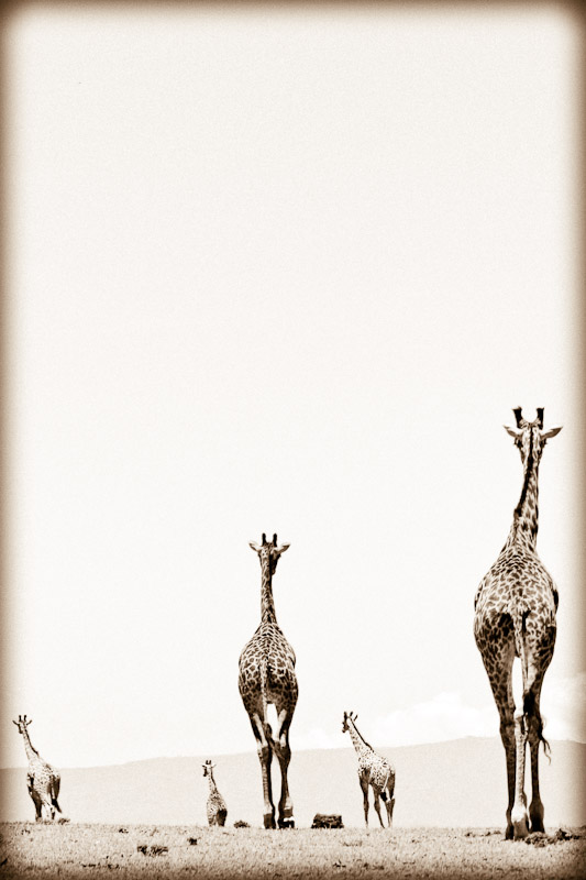 giraffe cavalcade