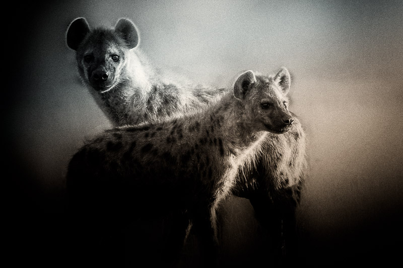 hyena pair texture blend