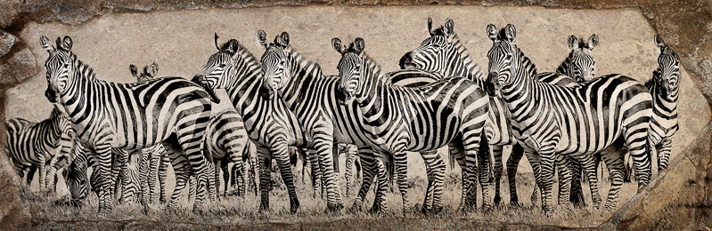 zebra herd rock texture blend