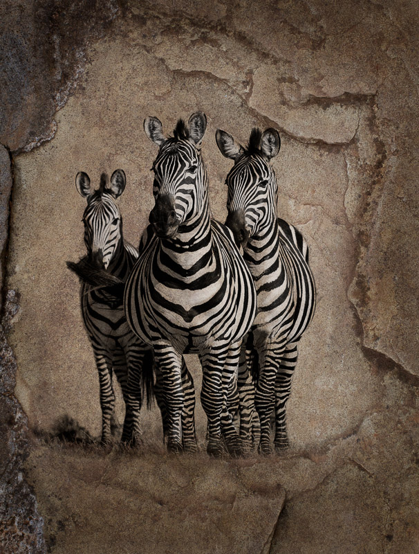 zebra trio texture blend