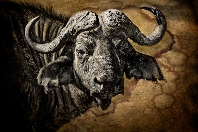 artistic rendering of a buffalo head with tea-stained paper background