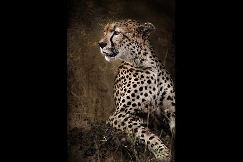 artistic rendering of cheetah leaning on hill