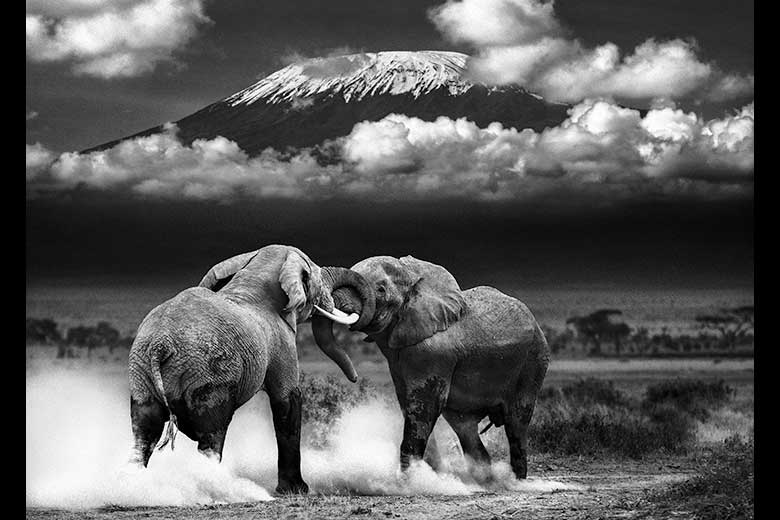 artistic rendering of elephant fighting in front of Mt. Kilimanjaro