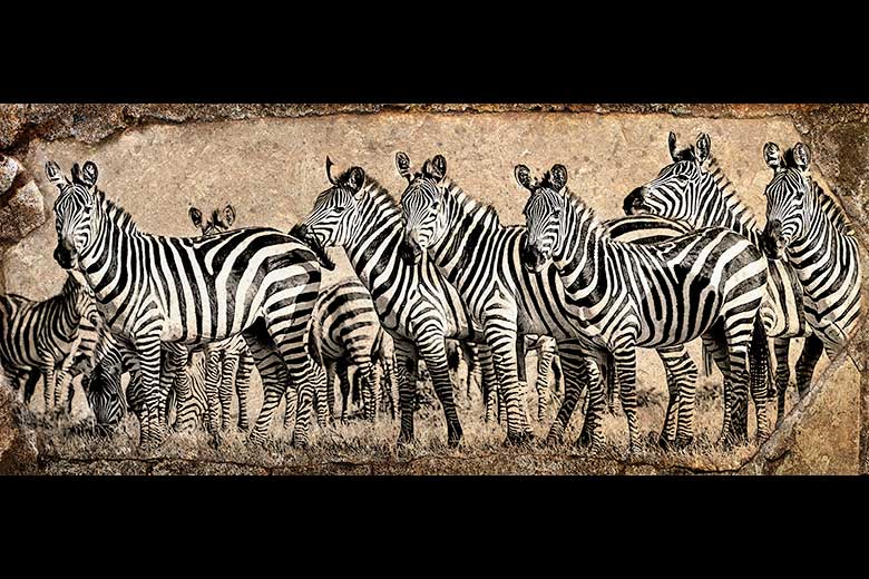 artistic rendering of a herd of zebra
