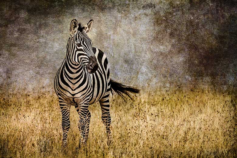 fine art images of Africa | stylized photos of African animals and  landscapes