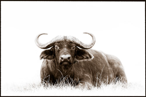 Cape buffalo with oxpecker sepia toned