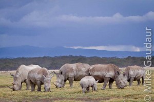 six rhinoceros in the rain