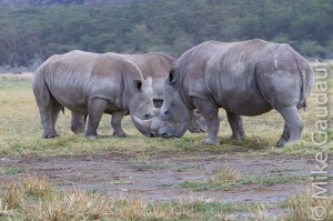rhino trio - unedited RAW file