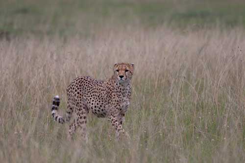 unprocessed RAW file of cheetah in tall grass