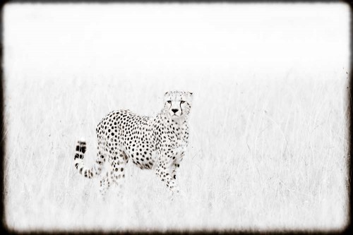 cheetah prowling in tall grass