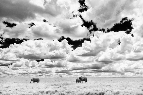 elephants grazing in long grass black and white