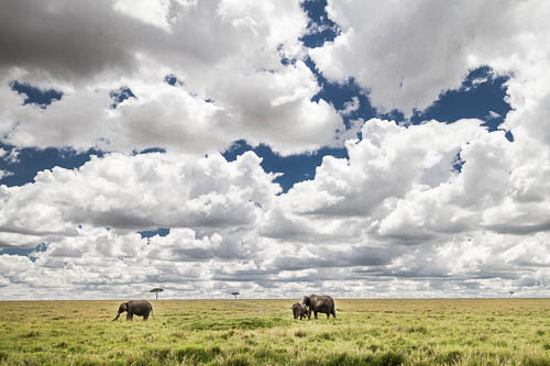 elephants grazing under fluffy white clouds colour