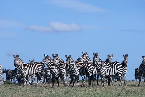 original image of zebra herd